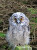 One of the young long-eared owls. Photo: Mona Walterson