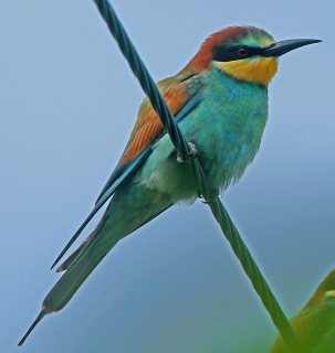 Bee-eater-K2000