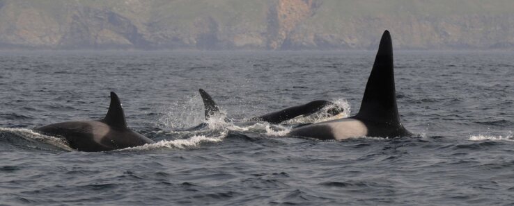 orcas big-K2000