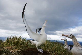 Wandering Albatross displaying on Albatross Island in Bay of Isles, South Georgia. Photo: David Tipling