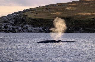 The humpback whales on the east side of Yell. Photo: Charlie Umphray