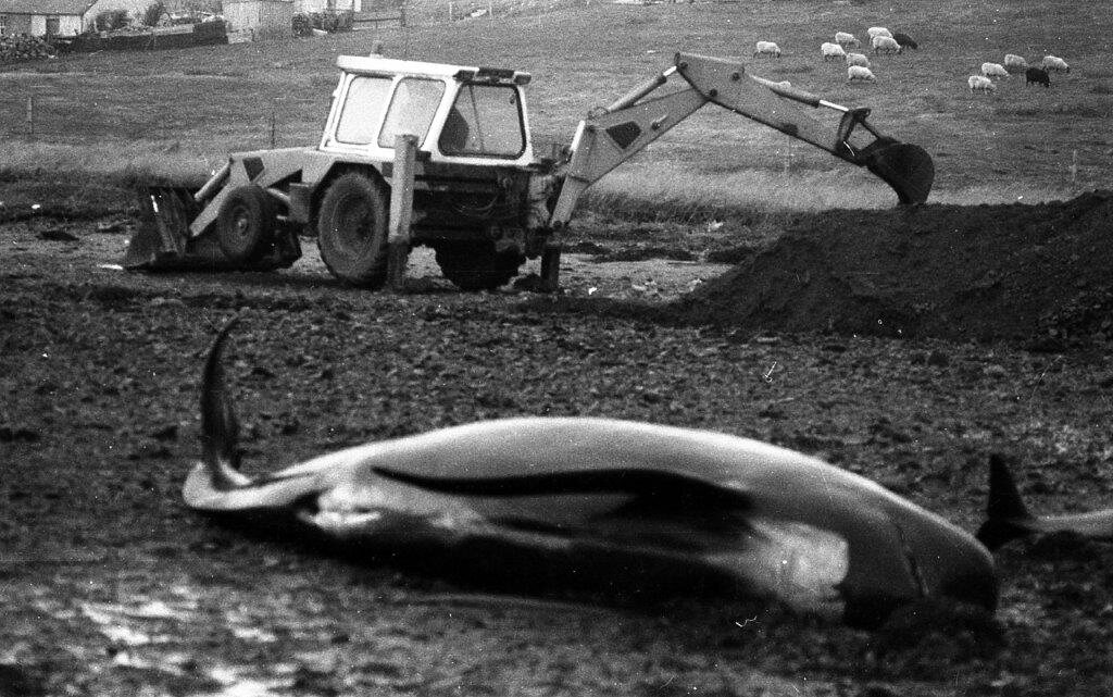 People in the Western and Northern Isles all ate whale meat. However, they abandoned the centuries-old practice, and although folk still used the blubber and bones for a century longer, this ceased too.  A stranded whale is beach litter in Britain’s islands, unlike in Faroe.