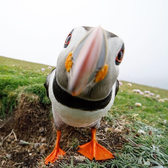 The inquisitive puffin photographed by @fatimasnaturs.