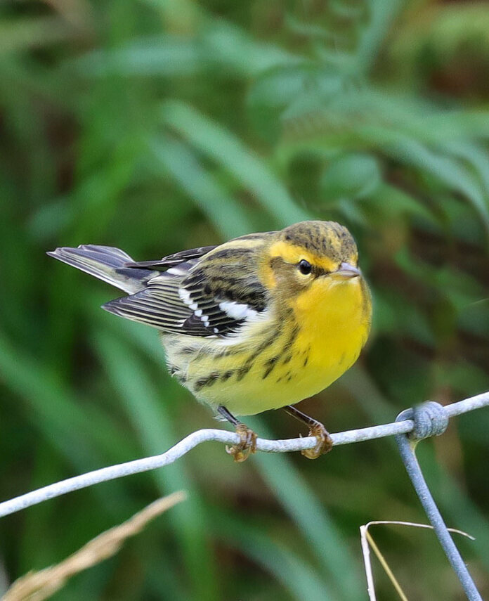 Blackburnian warbler relaxing on the fence at Geosetter yesterday. Photo: John Lowrie Irvine