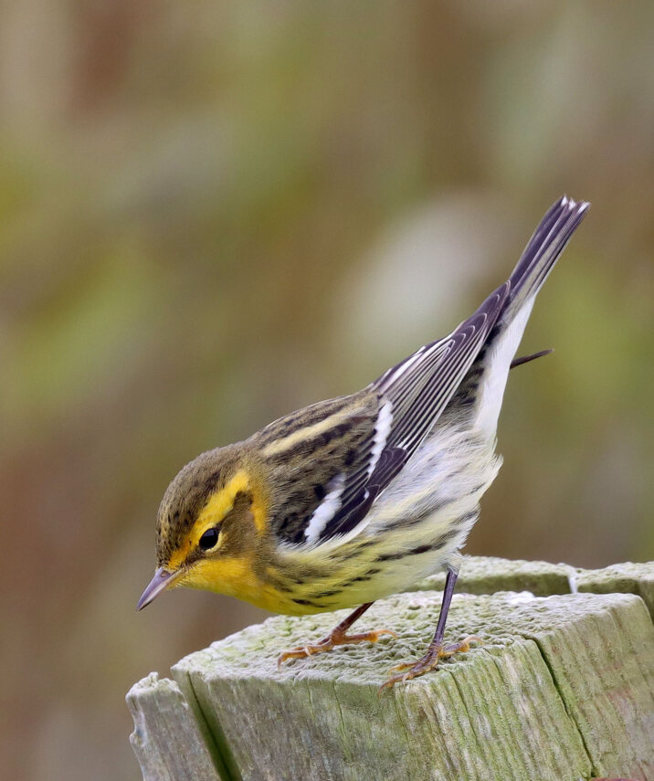 Blackburnian warbler with his tail up. Photo: John Lowrie Irvine