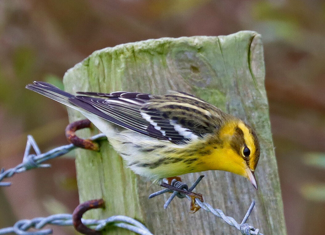 Blackburnian warbler on the barbed wire. Photo: John Lowrie Irvine 